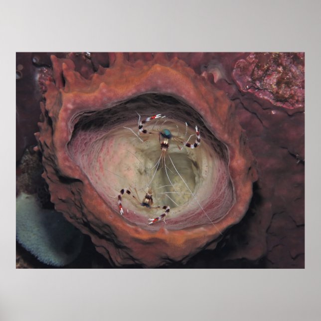 Pair of Banded Cleaner Shrimp Poster (Framsidan)