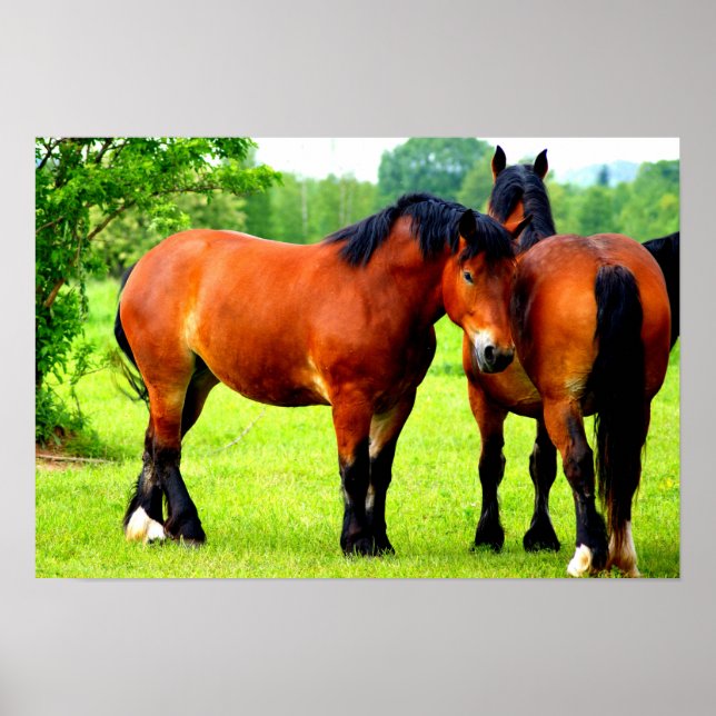 Pair of Bay Polska Bred Horses | Grönt liggande Poster (Framsidan)