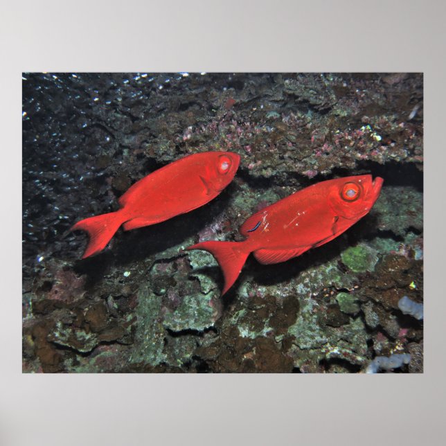 Pair of Bigeyes Poster (Framsidan)