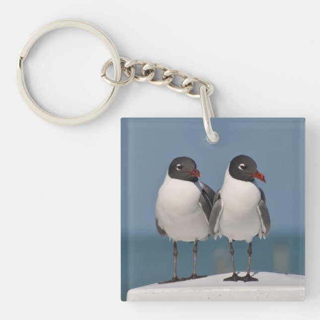Pair of Black Headed Gulls (Framsidan)