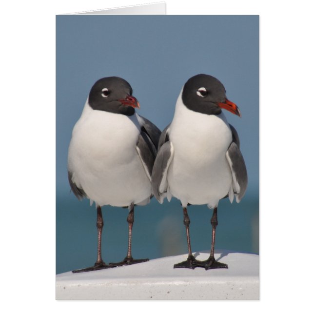 Pair of Black Headed Gulls Hälsningskort (Framsidan)