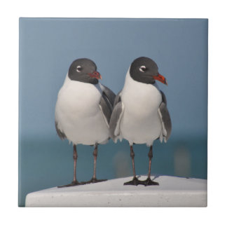 Pair of Black Headed Gulls Kakelplatta
