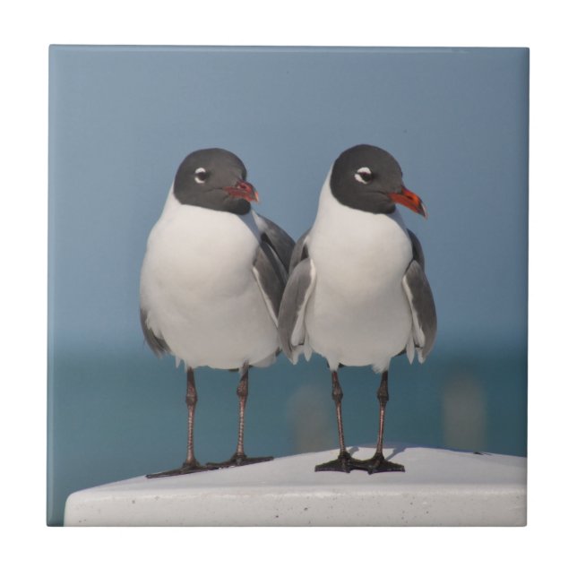 Pair of Black Headed Gulls Kakelplatta (Framsidan)