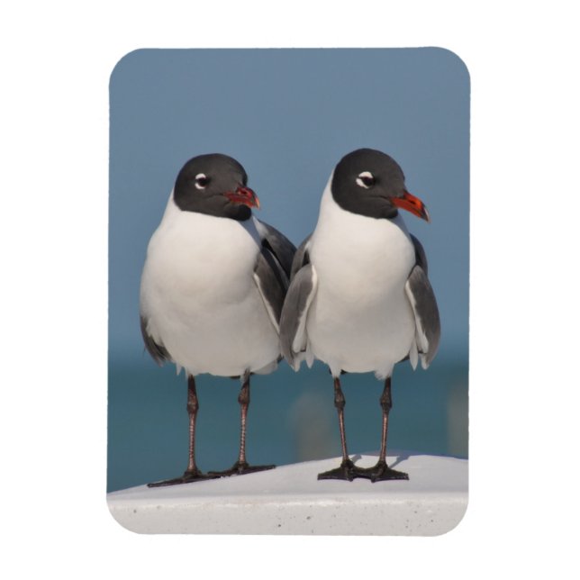 Pair of Black Headed Gulls Magnet (Vertikal)