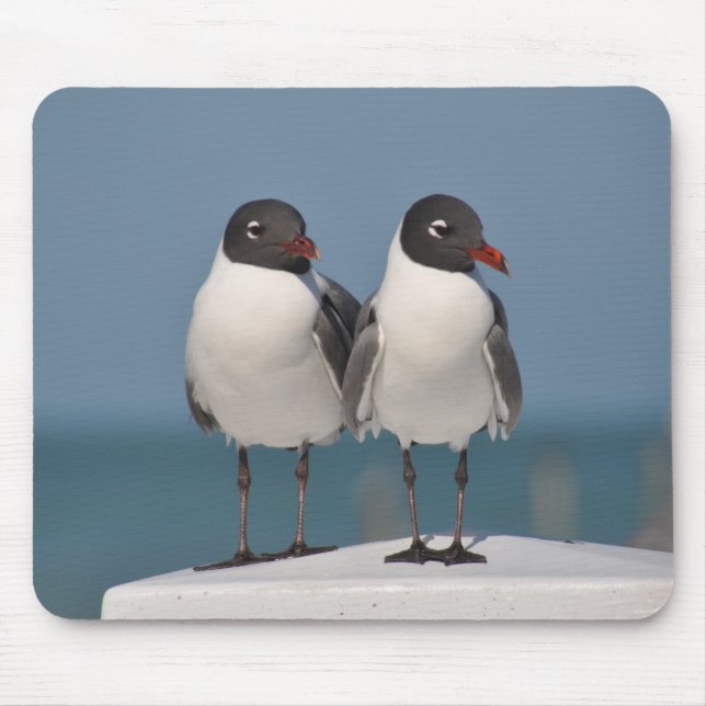 Pair of Black Headed Gulls Musmatta (Framsidan)