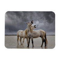 Pair of Camargue Horse Stallions, Södra Frankriket
