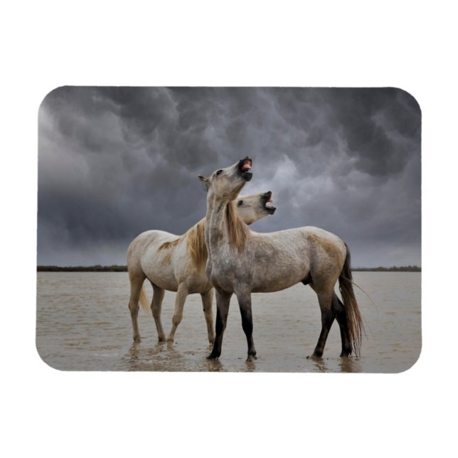 Pair of Camargue Horse Stallions, Södra Frankriket Magnet (Horisontell)