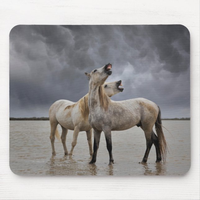 Pair of Camargue Horse Stallions, Södra Frankriket Musmatta (Framsidan)