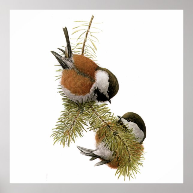 Pair of Chestnut-backad Chickadee on Gräs Träd Poster (Framsidan)