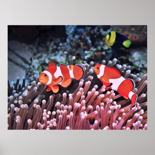 Pair of Clownfish Poster (Framsidan)