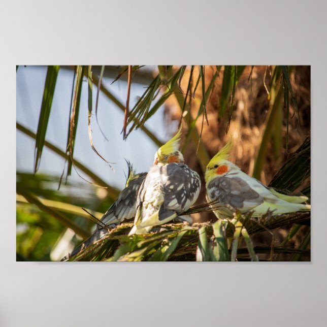 Pair of Cockatiels Poster (Framsidan)