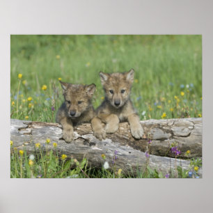 Pair of Cute Varg Unge Poster
