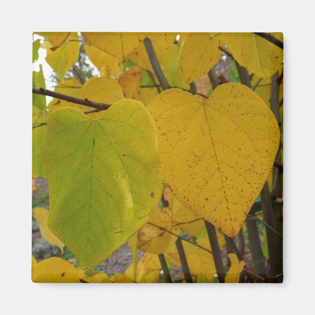 Pair of Fall Redbud Löv Autumn Photography Magnet (Framsidan)