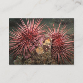 Pair of Giant Red Sea Urchins - Affärskortet Visitkort