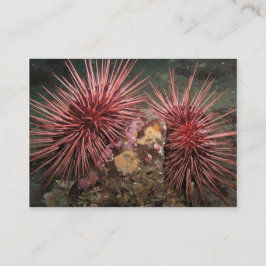 Pair of Giant Red Sea Urchins - Affärskortet Visitkort