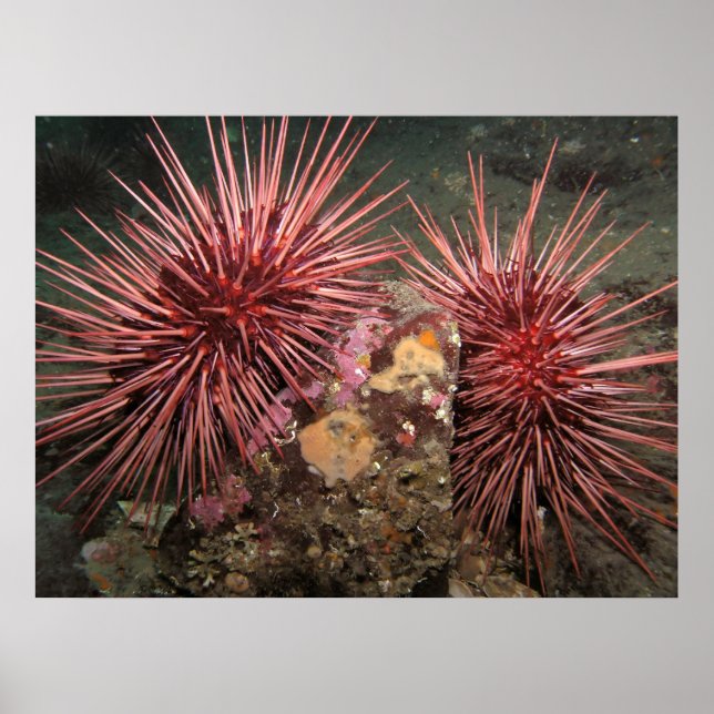 Pair of Giant Red Sea Urchins Fine Art Prints Poster (Framsidan)