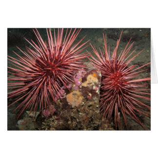 Pair of Giant Red Sea Urchins Hälsningskort