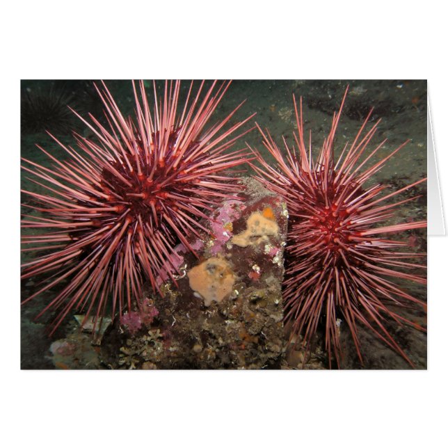 Pair of Giant Red Sea Urchins Hälsningskort (Framsidan Horizontal)