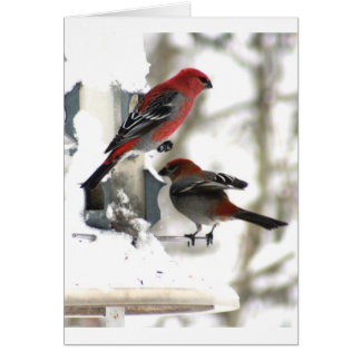 Pair of Gräs Grosbeaks Hälsningskort