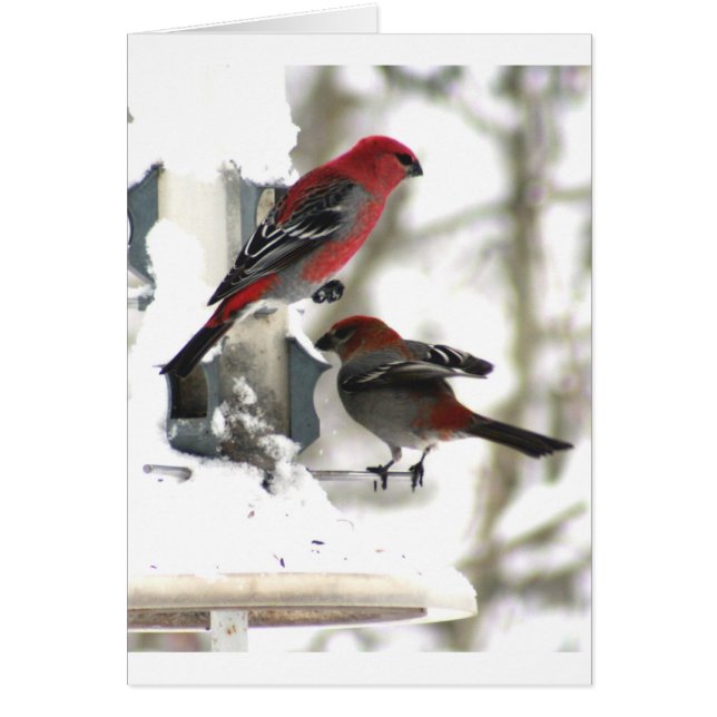 Pair of Gräs Grosbeaks Hälsningskort (Framsidan)