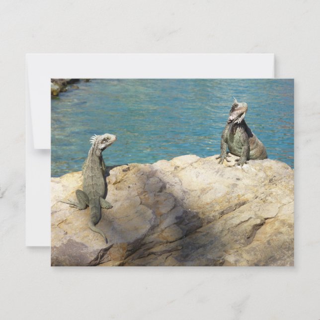 Pair of Iguanas Tropical Wildlife Photography (Framsida)