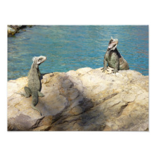Pair of Iguanas Tropical Wildlife Photography Fototryck