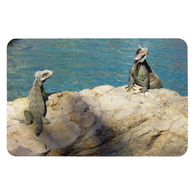 Pair of Iguanas Tropical Wildlife Photography Magnet (Horisontell)