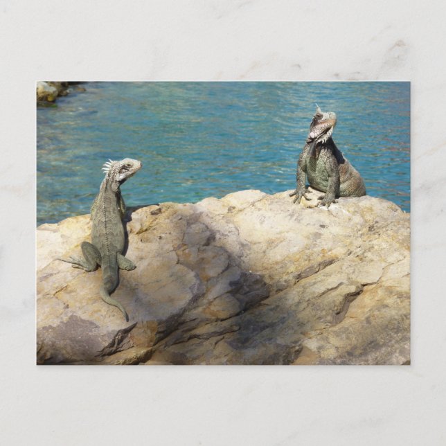 Pair of Iguanas Tropical Wildlife Photography Vykort (Framsida)