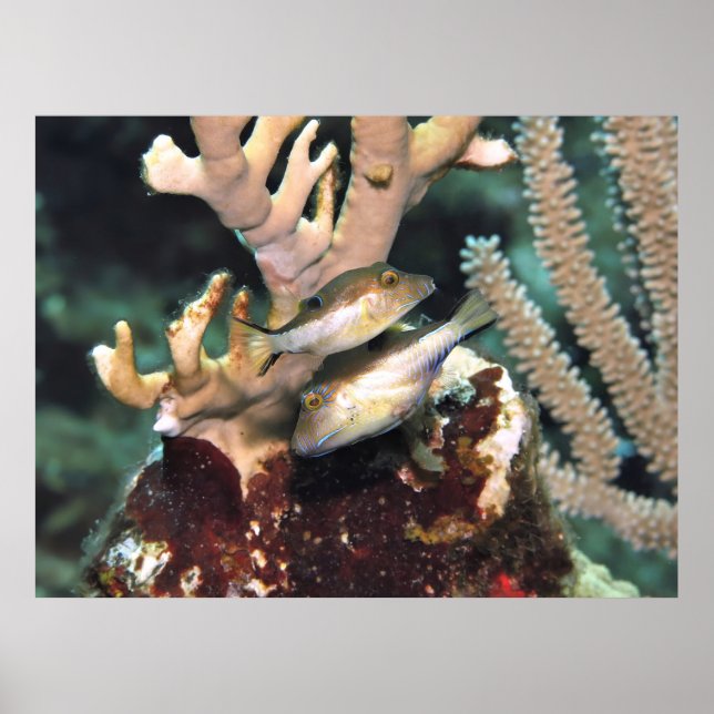 Pair of Little Puffers Poster (Framsidan)