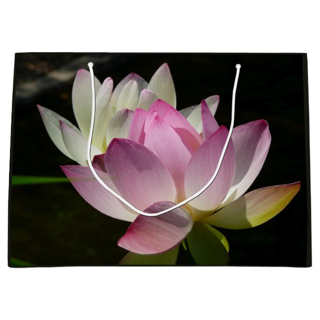 Pair of Lotus Flowers II (Framsidan)