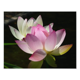 Pair of Lotus Flowers II Fototryck
