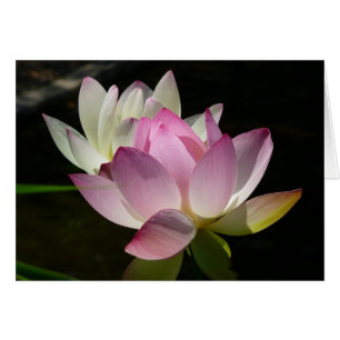 Pair of Lotus Flowers II Hälsningskort