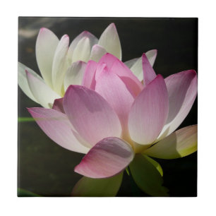Pair of Lotus Flowers II Kakelplatta