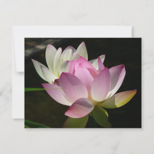 Pair of Lotus Flowers II Kort