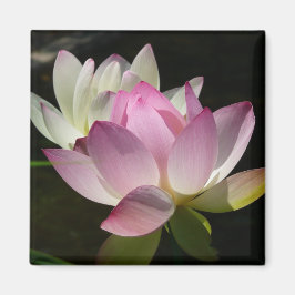 Pair of Lotus Flowers II Magnet