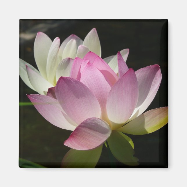 Pair of Lotus Flowers II Magnet (Framsidan)