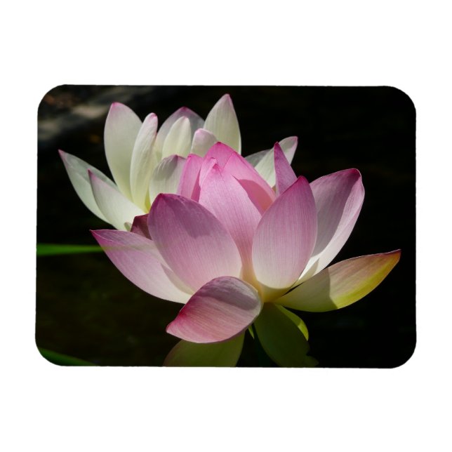 Pair of Lotus Flowers II Magnet (Horisontell)