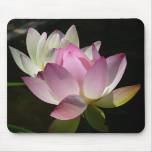 Pair of Lotus Flowers II Musmatta