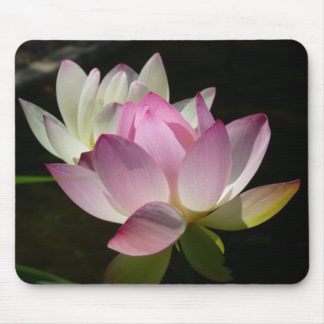 Pair of Lotus Flowers II Musmatta (Framsidan)