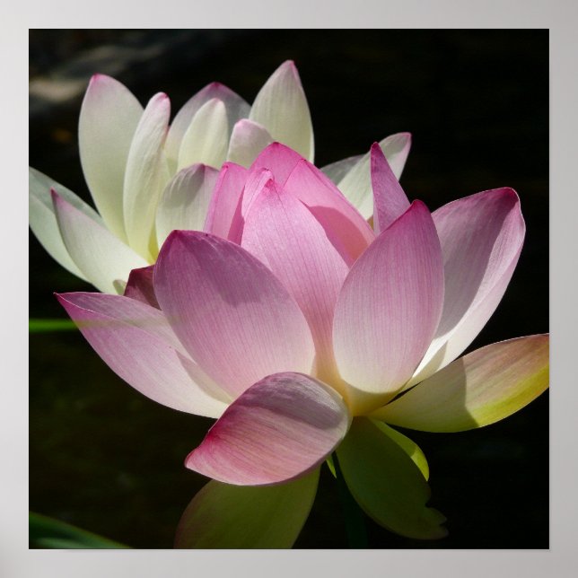 Pair of Lotus Flowers II Poster (Framsidan)