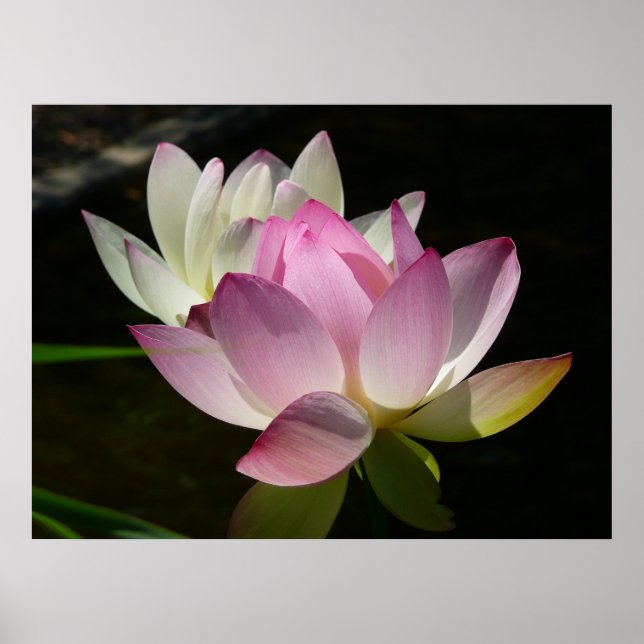 Pair of Lotus Flowers II Poster (Framsidan)