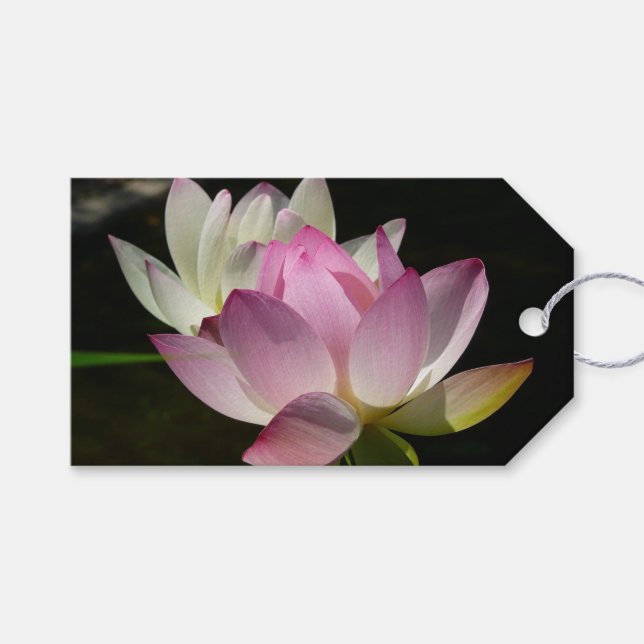 Pair of Lotus Flowers II Presentetikett (Framsidan (Horisontell))