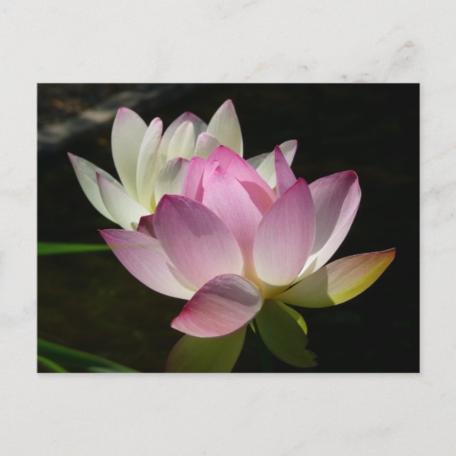 Pair of Lotus Flowers II Vykort (Framsida)