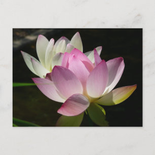 Pair of Lotus Flowers II Vykort