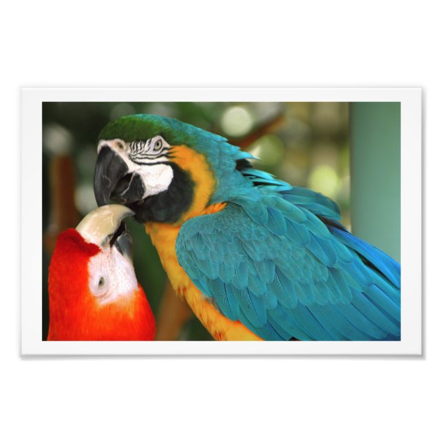 Pair of Macaws Kissing Fototryck (Framsidan)