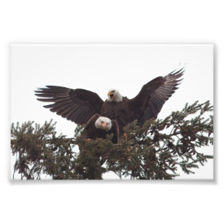 Pair of Majestic Örn Mating for Life Fototryck