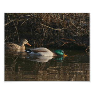 Pair of Mallard Anka Matar Photography Print Fototryck