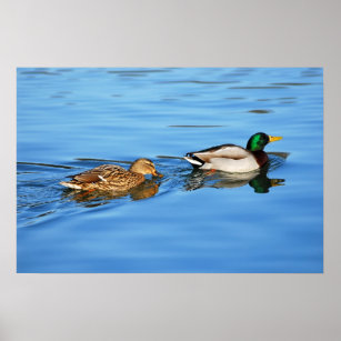 Pair of mallard ducks poster