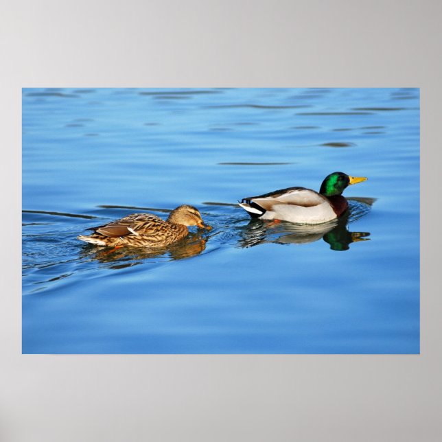 Pair of mallard ducks poster (Framsidan)