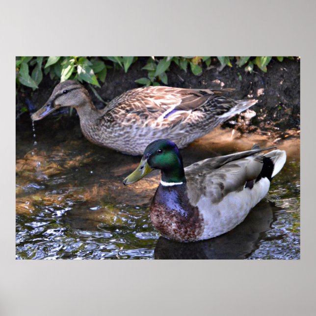 Pair of Mated Mallards Poster (Framsidan)